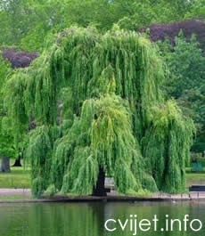 Bijela vrba - lat. Salix alba